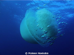 Jelly fish by Maleen Hoekstra 
